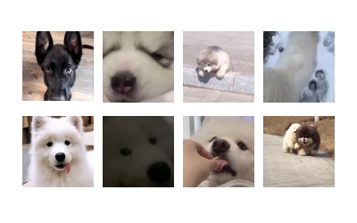 Samoyed @CenterOfSticker