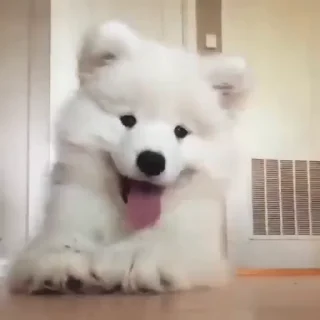 🤍-Samoyed @CenterOfSticker, Telegram Sticker
