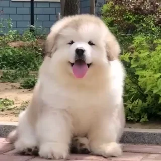 🤍-Samoyed @CenterOfSticker, Telegram Sticker