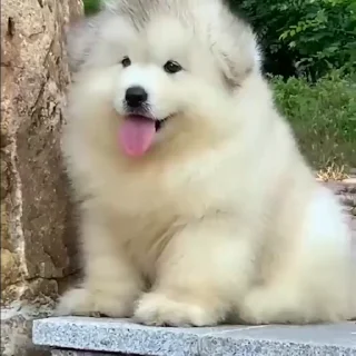 🤍-Samoyed @CenterOfSticker, Telegram Sticker
