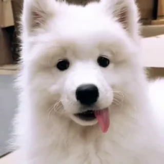 🤍-Samoyed @CenterOfSticker, Telegram Sticker