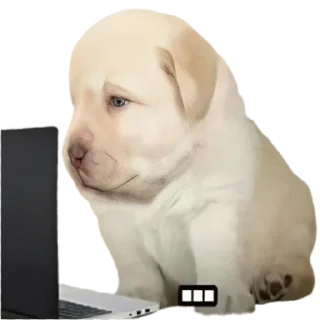 🥱-doggies by @normtips, Telegram Sticker
