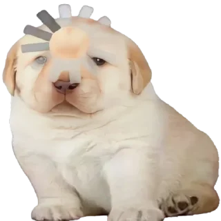 😵-doggies by @normtips, Telegram Sticker