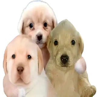 🥳-doggies by @normtips, Telegram Sticker
