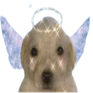 🤩-doggies by @normtips, Telegram Sticker