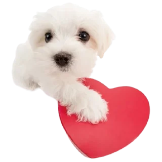 ❤️-doggies by @normtips, Telegram Sticker