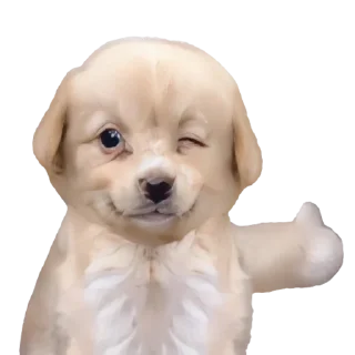 👍-doggies by @normtips, Telegram Sticker