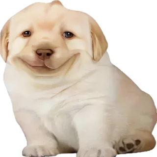 🥴-doggies by @normtips, Telegram Sticker