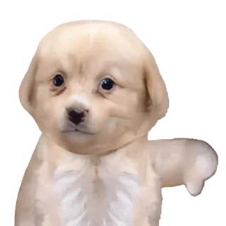 👎-doggies by @normtips, Telegram Sticker