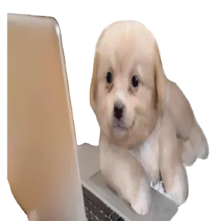 😓-doggies by @normtips, Telegram Sticker
