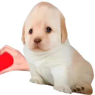 🥰-doggies by @normtips, Telegram Sticker