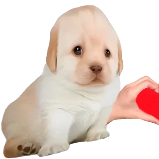 😍-doggies by @normtips, Telegram Sticker