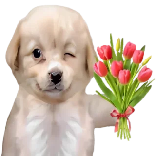 🥳-doggies by @normtips, Telegram Sticker