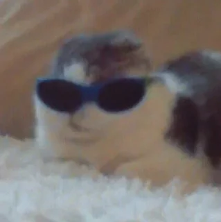 😎-closticks3! @clothing_insider, Telegram Sticker