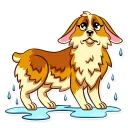 💦-Corgeous, Telegram Sticker