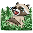 😂-Criminal Raccoon, Telegram Sticker