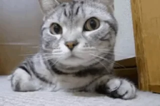 😧-Cute kitties.. @Eliza_018 :: @fStikBot, Telegram Sticker