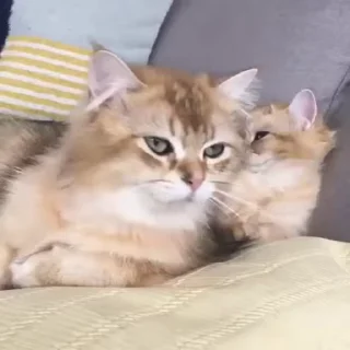 🤭-Cute kitties.. @Eliza_018 :: @fStikBot, Telegram Sticker