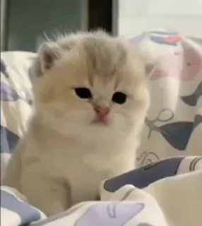 😐-Cute kitties.. @Eliza_018 :: @fStikBot, Telegram Sticker