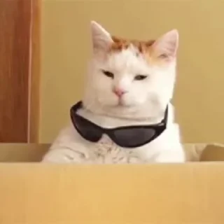 🐈-Cute kitties.. @Eliza_018 :: @fStikBot, Telegram Sticker