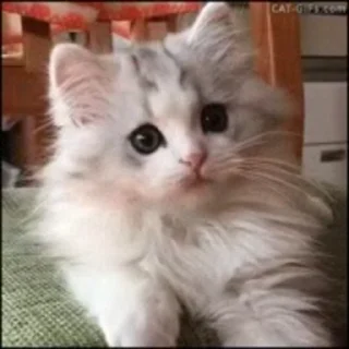 🐨-Cute kitties.. @Eliza_018 :: @fStikBot, Telegram Sticker