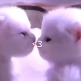 ☺-Cute kitties.. @Eliza_018 :: @fStikBot, Telegram Sticker