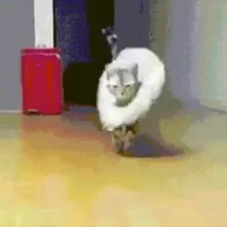 🐨-Cute kitties.. @Eliza_018 :: @fStikBot, Telegram Sticker