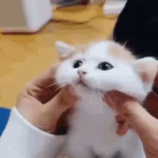 😡-Cute kitties.. @Eliza_018 :: @fStikBot, Telegram Sticker