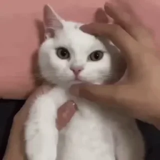 🐈-Cute kitties.. @Eliza_018 :: @fStikBot, Telegram Sticker