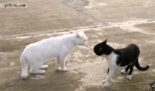😡-Cute kitties.. @Eliza_018 :: @fStikBot, Telegram Sticker