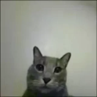 🌟-Cute kitties.. @Eliza_018 :: @fStikBot, Telegram Sticker