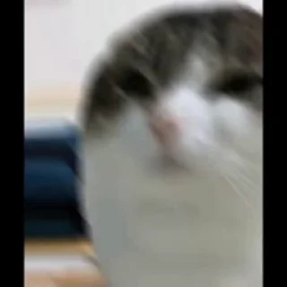 😶-Cute kitties.. @Eliza_018 :: @fStikBot, Telegram Sticker