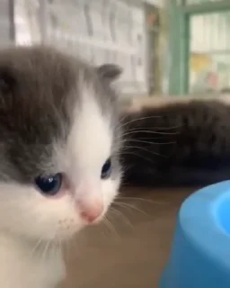 🐈-Cute kitties.. @Eliza_018 :: @fStikBot, Telegram Sticker