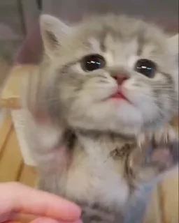 🐱-Cute kitties.. @Eliza_018 :: @fStikBot, Telegram Sticker