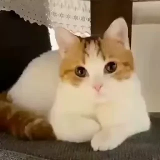 🐾-Cute kitties.. @Eliza_018 :: @fStikBot, Telegram Sticker