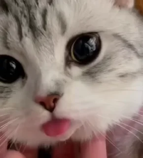 😜-Cute kitties.. @Eliza_018 :: @fStikBot, Telegram Sticker