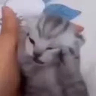 😫-Cute kitties.. @Eliza_018 :: @fStikBot, Telegram Sticker
