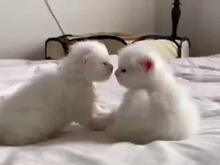 😘-Cute kitties.. @Eliza_018 :: @fStikBot, Telegram Sticker