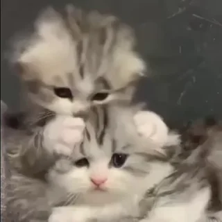 🌟-Cute kitties.. @Eliza_018 :: @fStikBot, Telegram Sticker