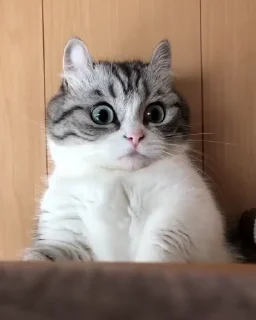 🤭-Cute kitties.. @Eliza_018 :: @fStikBot, Telegram Sticker