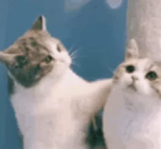 🐨-Cute kitties.. @Eliza_018 :: @fStikBot, Telegram Sticker