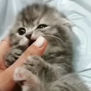 🐈-Cute kitties.. @Eliza_018 :: @fStikBot, Telegram Sticker
