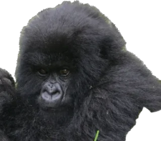👿-Dian Fossey gorillas, Telegram Sticker
