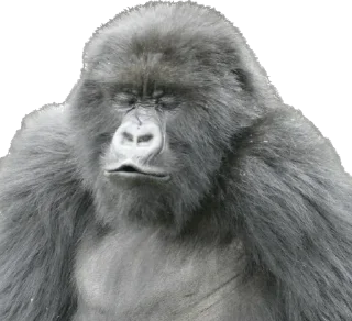 💋-Dian Fossey gorillas, Telegram Sticker