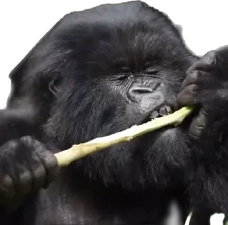 🥵-Dian Fossey gorillas, Telegram Sticker
