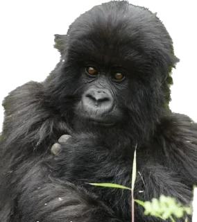 😵‍💫-Dian Fossey gorillas, Telegram Sticker