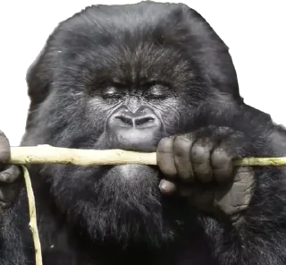 🥰-Dian Fossey gorillas, Telegram Sticker