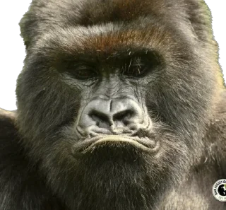 ☹️-Dian Fossey gorillas, Telegram Sticker