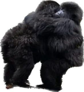 🫂-Dian Fossey gorillas, Telegram Sticker