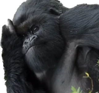 😑-Dian Fossey gorillas, Telegram Sticker